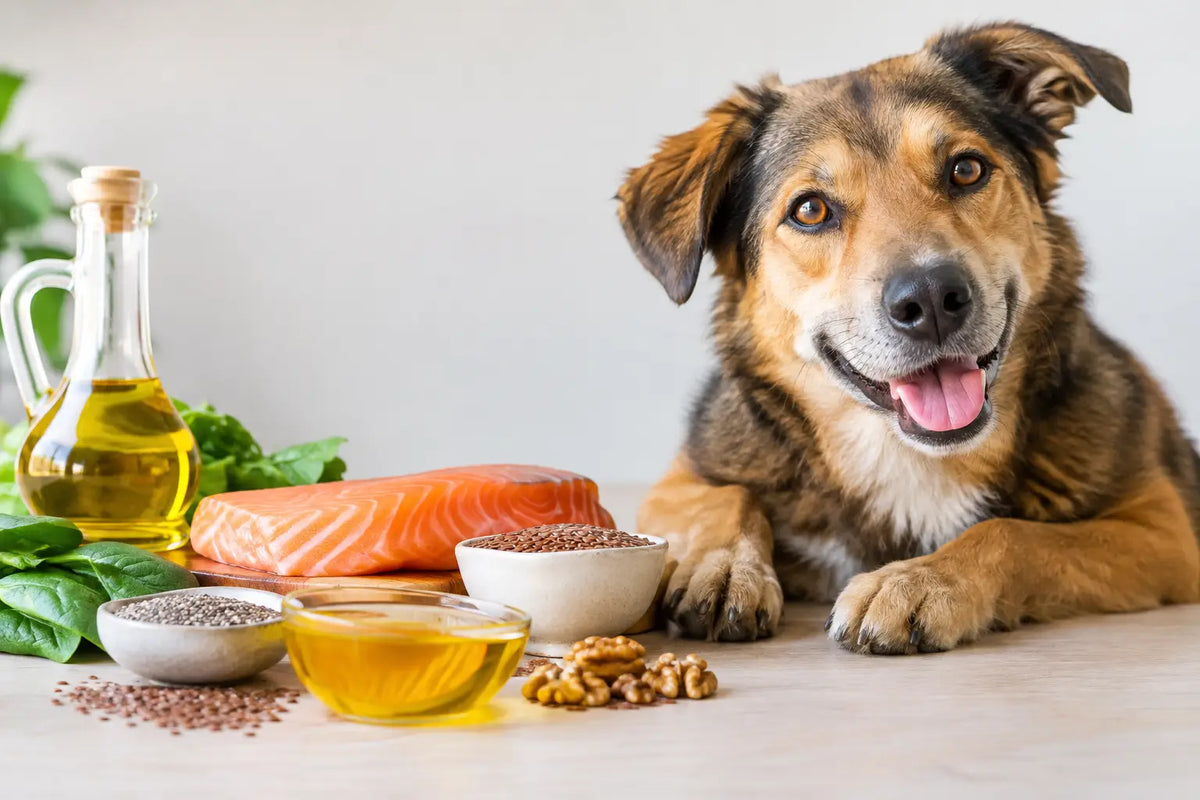 Natuurlijke bronnen van omega 3 voor je hond