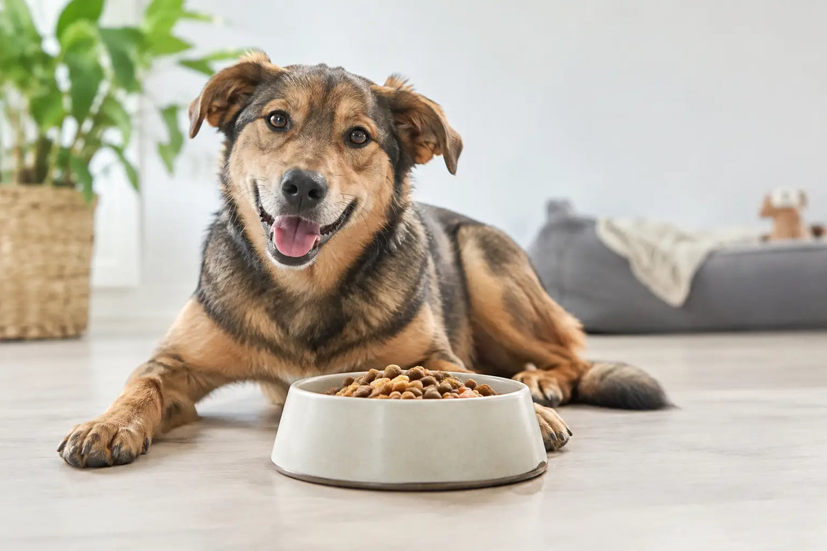 Adult Dog Portions: Build a Better Daily Bowl