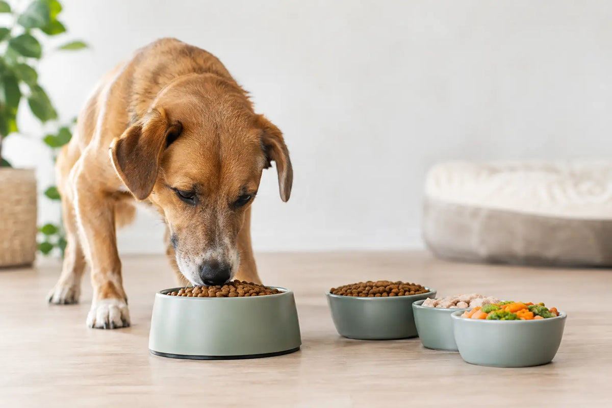 How to Plan Dog Portions That Fit Your Dog