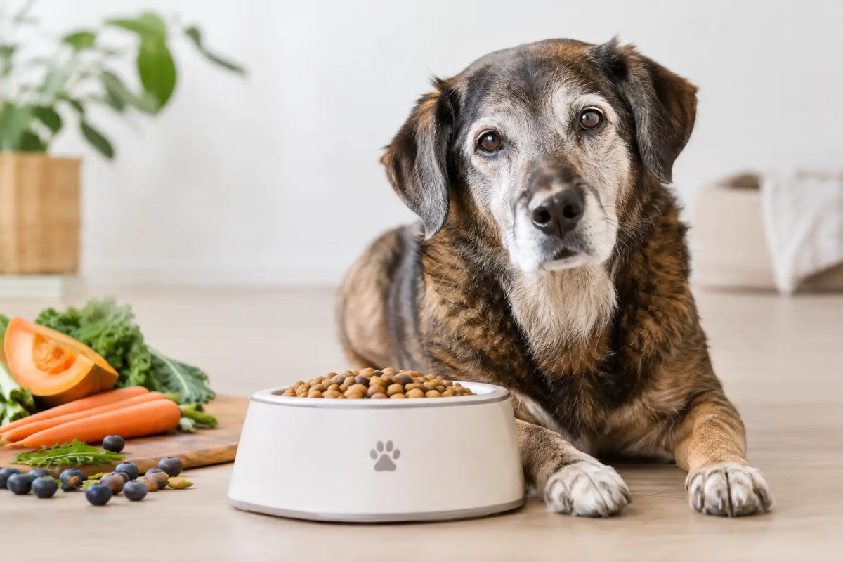Voedingsbehoefte van je senior hond bepalen