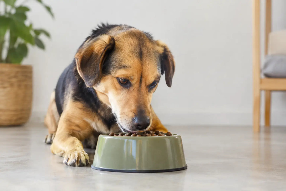 Hoeveel eiwit heeft een volwassen hond nodig?