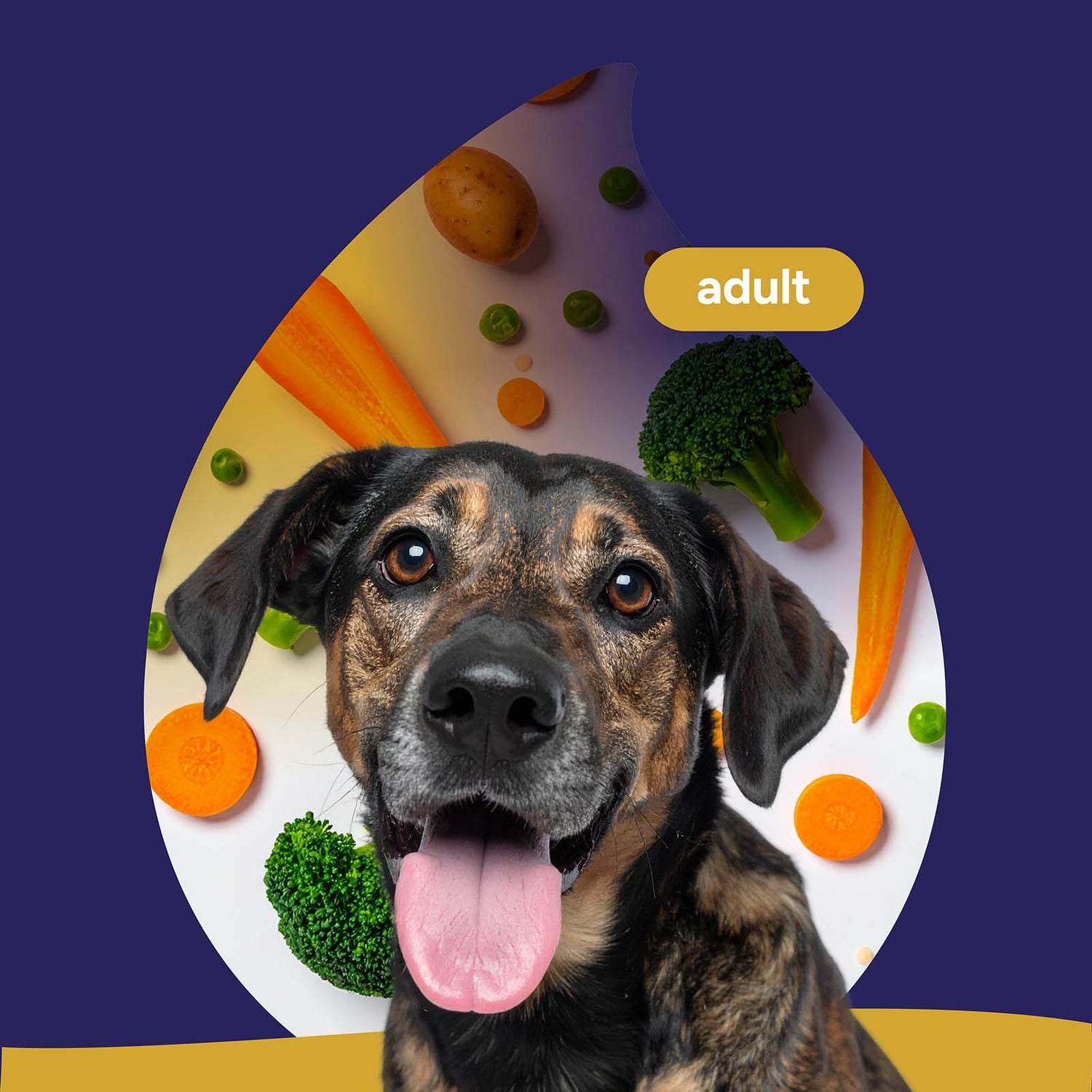 Adult hond