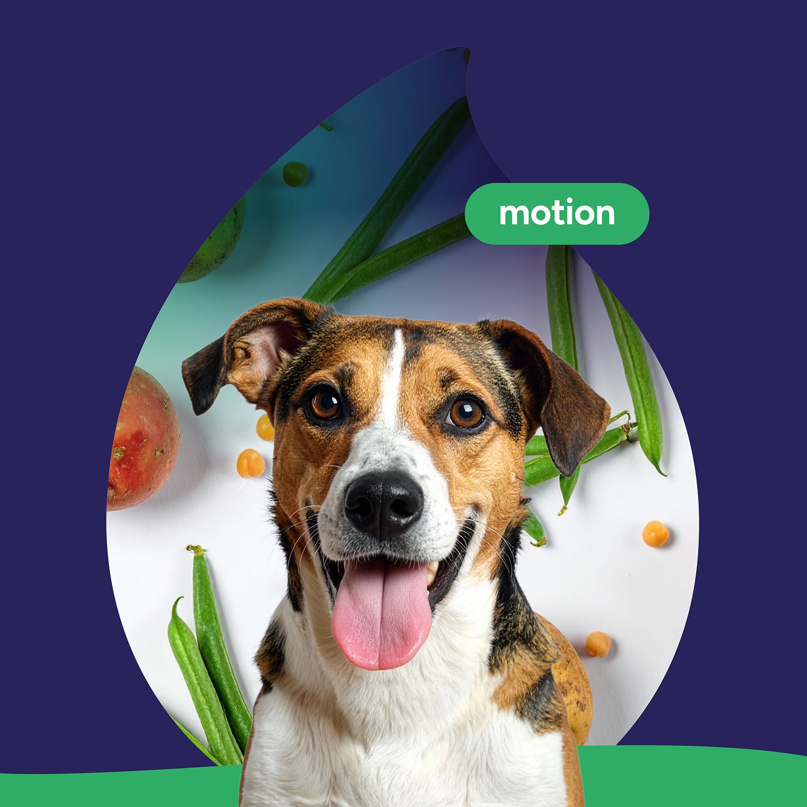 Motion hond