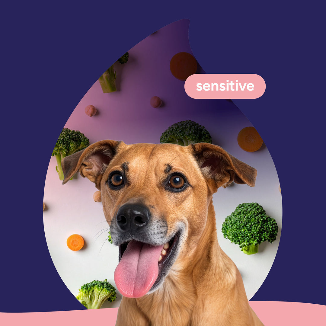 Sensitive dog