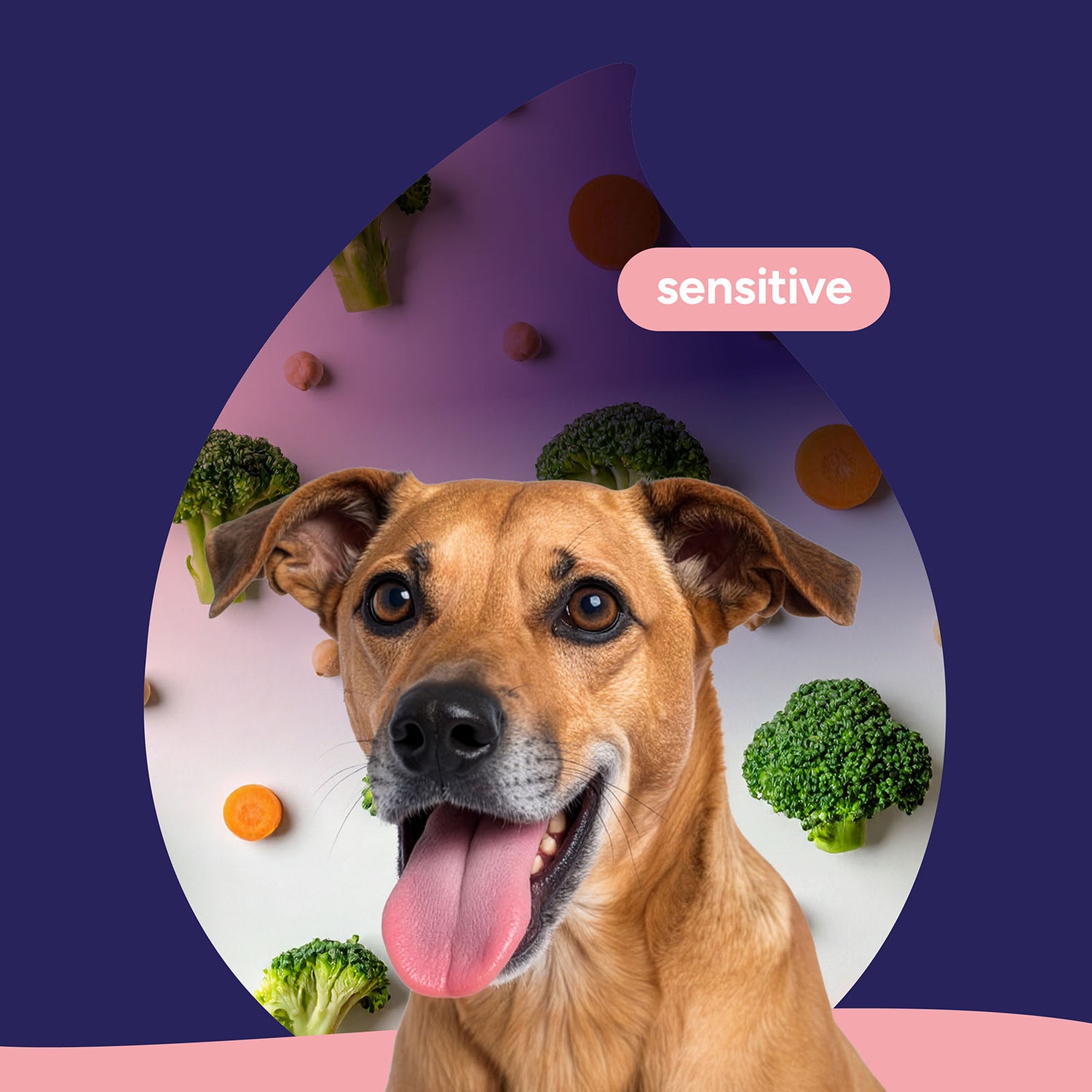 Sensitive dog